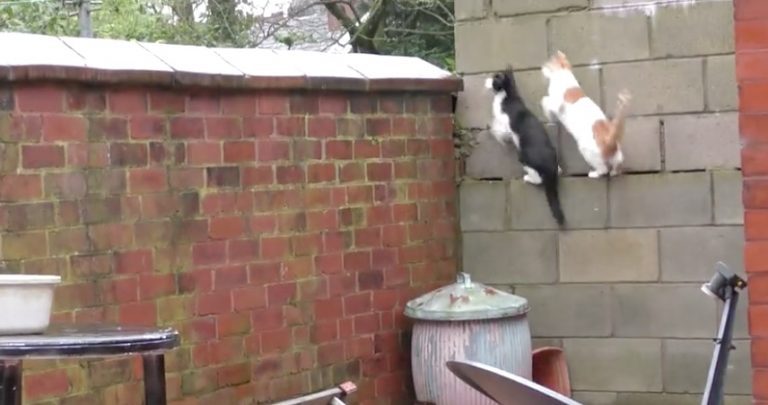 cats jump together
