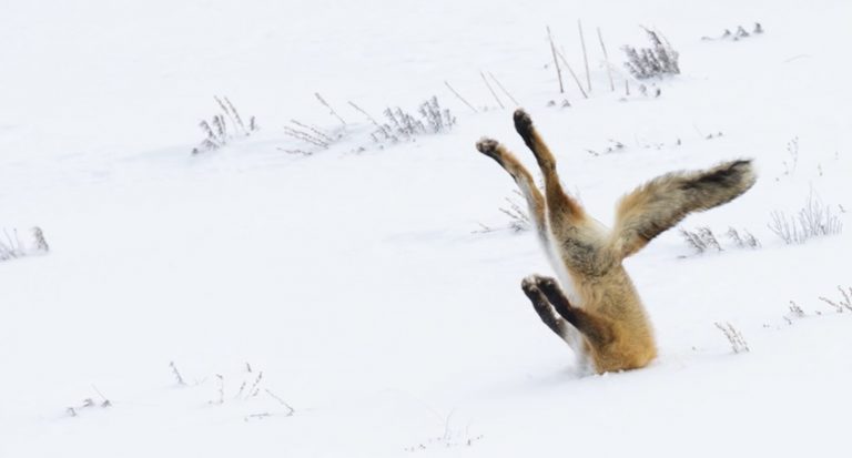 Hilarious Animal Pictures Highlighted In Comedy Wildlife Photo Awards