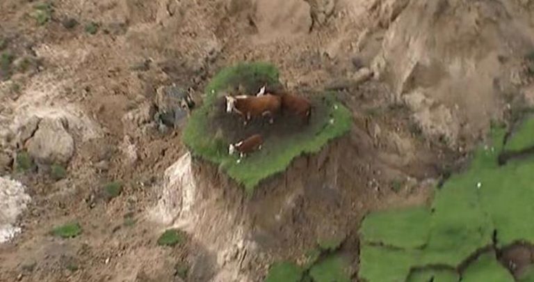 cows in NZ earthquake