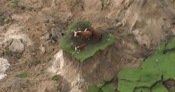 cows-earthquake1