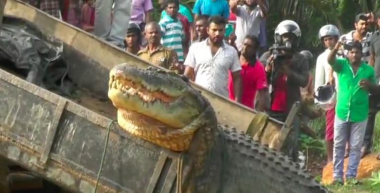 Massive Crocodile Rescued After Getting Stuck In Flooded Canal