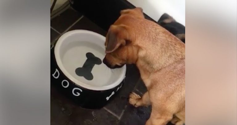 Dog Adorably Confused By The Bone In His Water Bowl