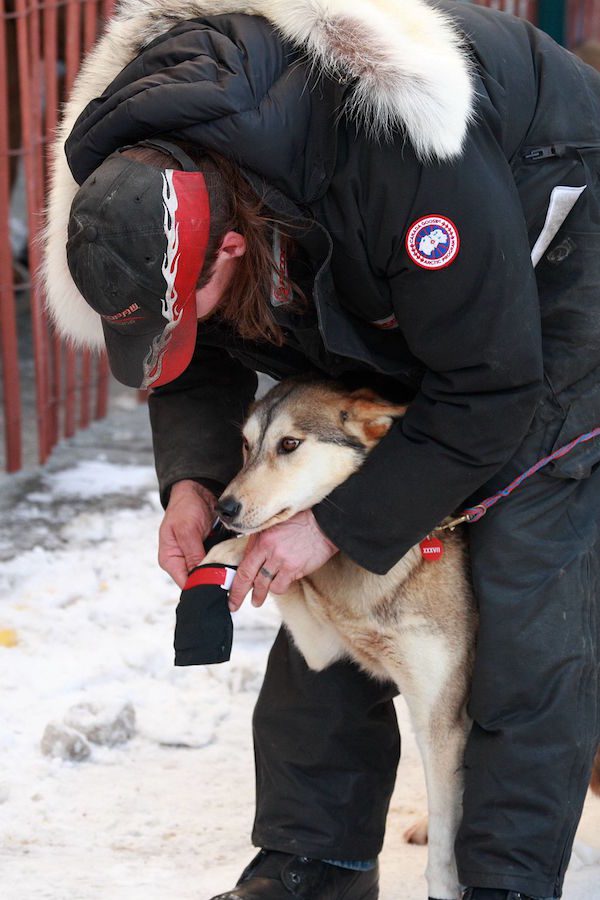 dog-booties-winter