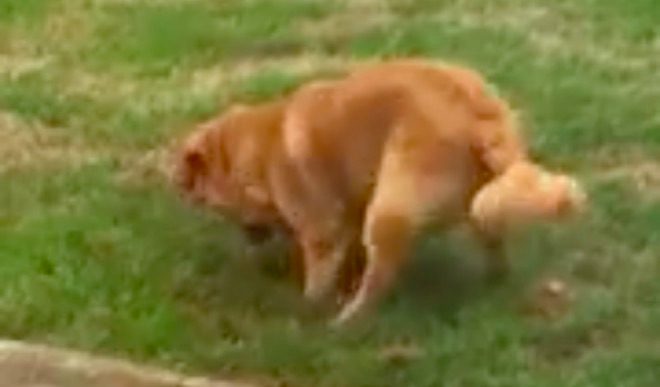 Dog Digging Hole In Yard Acts Hilariously Innocent When Busted