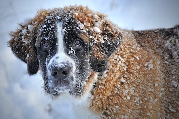 dog-in-snow-1