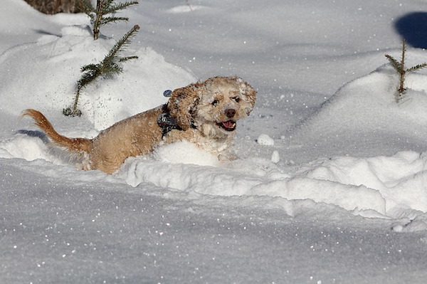 dog-in-snow