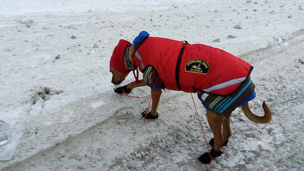 dog-on-ice