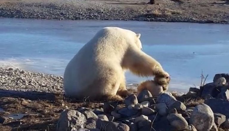 There’s More To The Story Of A Polar Bear Playing With Canadian Eskimo Dog