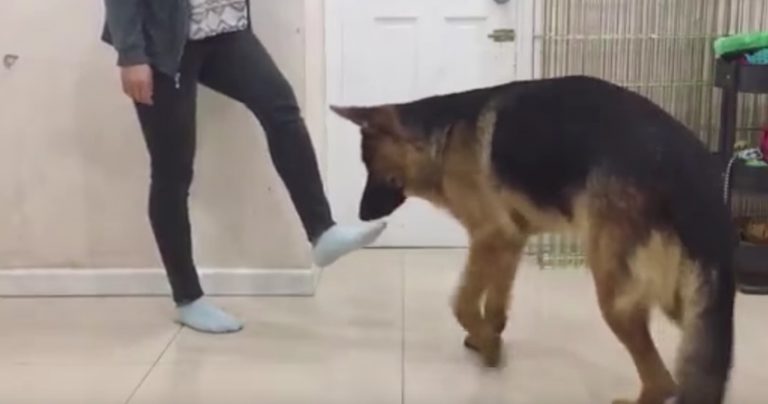 Sweet Dogs Help Their Families In So Many Ways