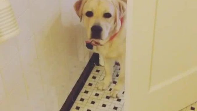 Labrador Retriever Adorably Stalks Owner