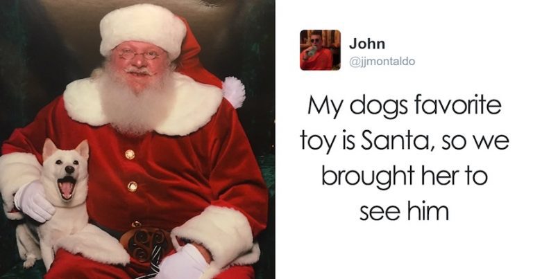 Dog Who Loves Her Stuffed Santa Toy Has Priceless Reaction When She Meets Real One