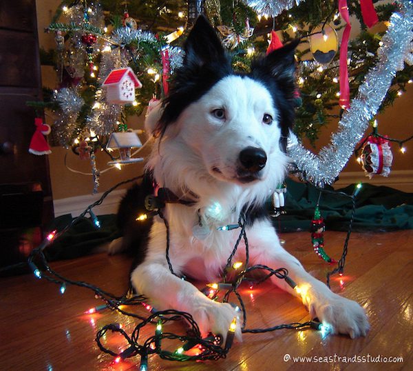 dog-tree