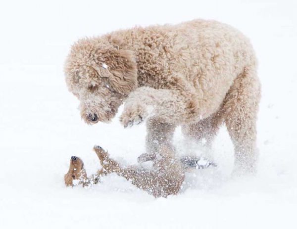 dogs-play-snow