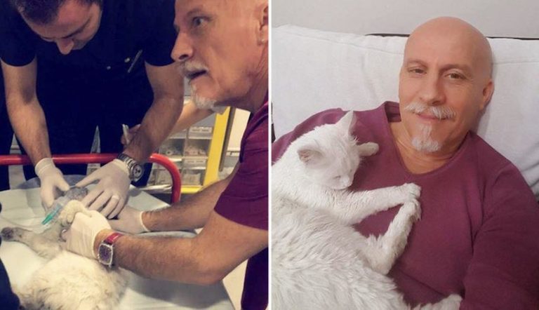 ER Doctor Revives Stray Cat Who Is Injured In Front Of Hospital