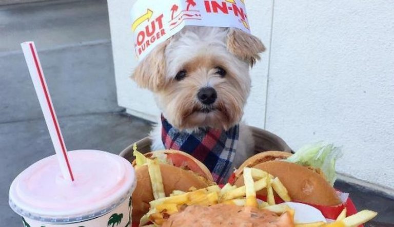 Popeye foodie dog