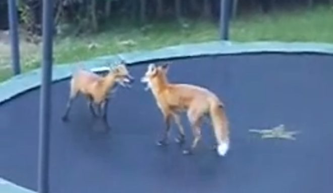 foxes on trampoline