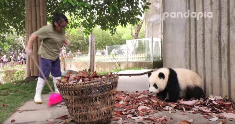 giant pandas play in leaves