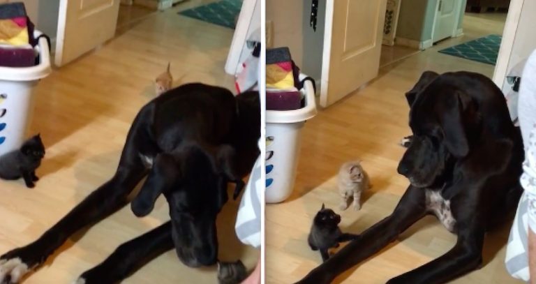 Curious Giant Great Dane Adorably Confused When He Meets A Litter Of Kittens