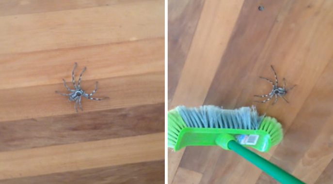 Man Gets Huge Shock When He Tries To Sweep Away Huntsman Spider