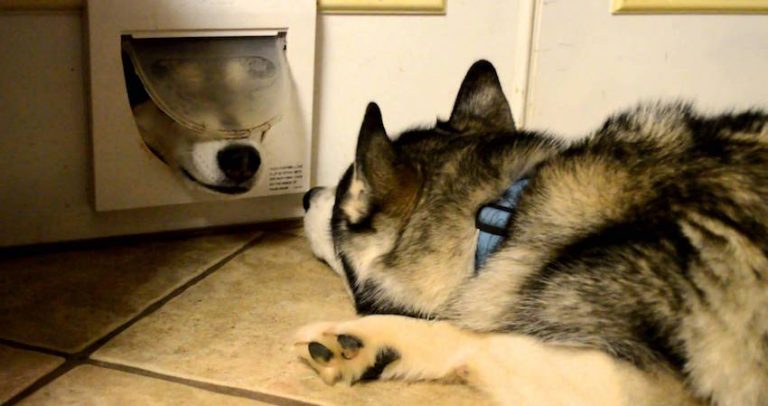 huskies at cat door