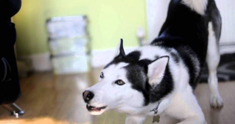 Naughty Siberian Husky Protests Going To Bed