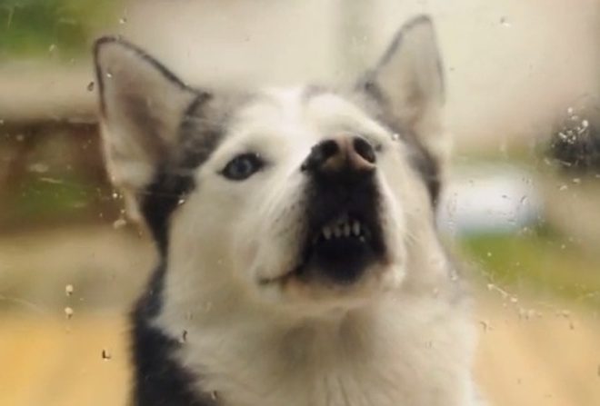 Husky Does The Funniest Thing To Signal That He’s Ready To Come Back Inside