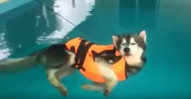 husky in pool