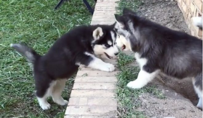 husky puppies climb wall