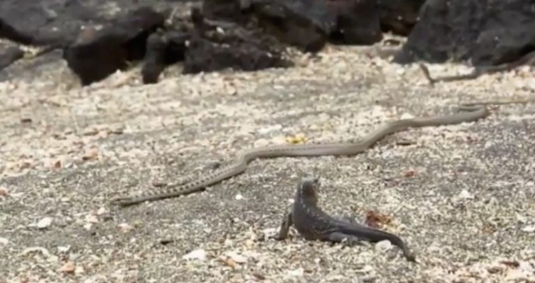 Baby Iguana Miraculously Escapes Siege Of Snakes