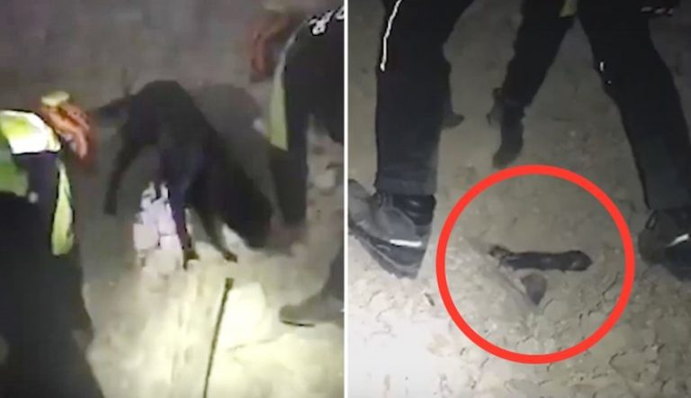 dog rescued in Italy quake
