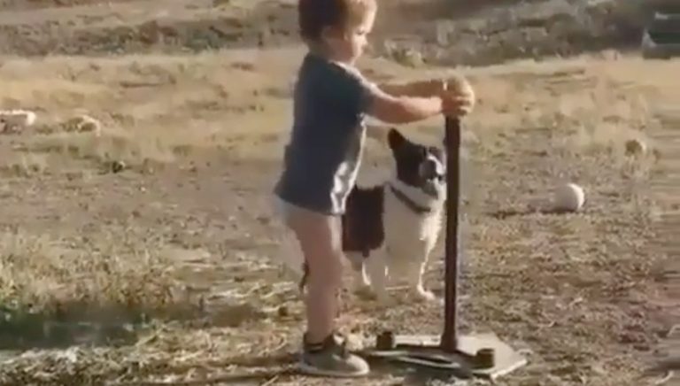 kid hits ball for dog