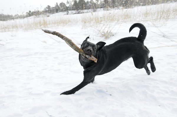 lab-in-snow