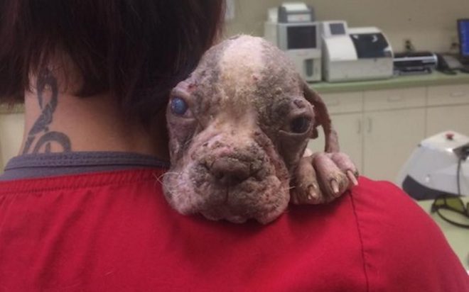 Puppy Barely Clinging To Life On Breeder’s Farm Needed A Miracle To Survive And He Got One