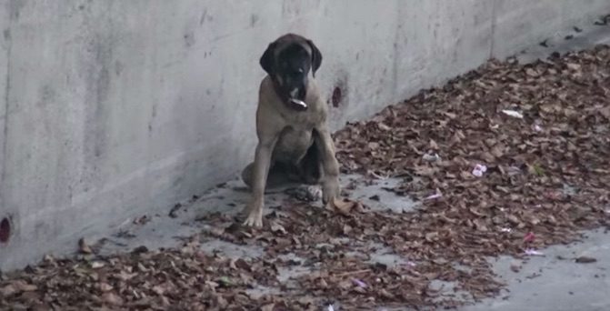 Injured Mastiff Trapped In L.A. River Happily Reunites With Out-Of-State Family