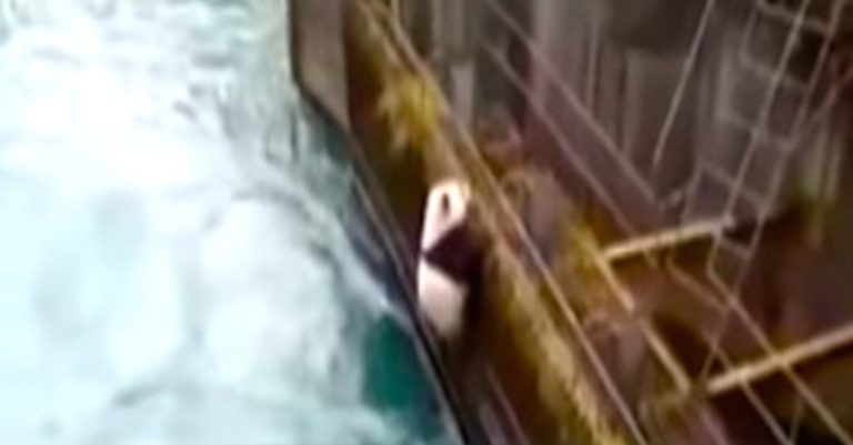 Wild Panda Rescued From Raging River