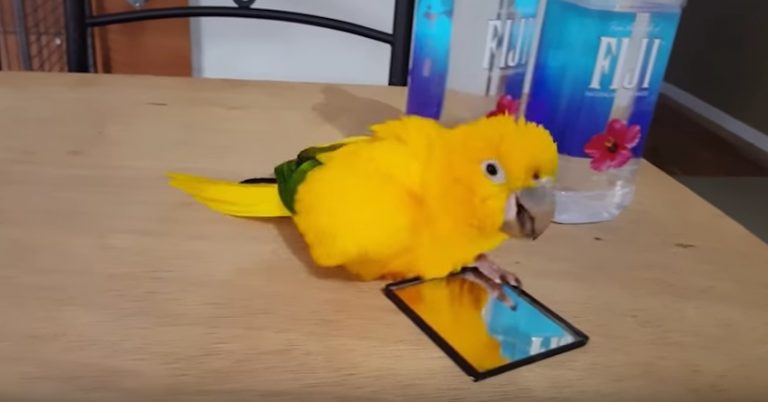 Adorable Parakeet Struts His Stuff After Looking In Mirror