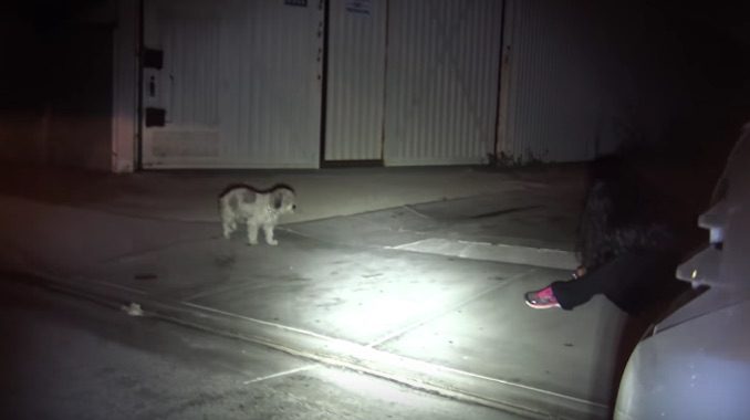 Pepe rescued