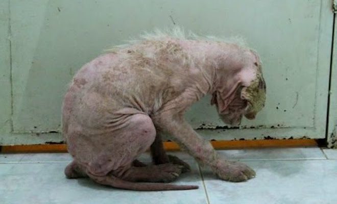 Stray 3-Month-Old Puppy Who Never Had Contact With Humans Makes Amazing Transformation