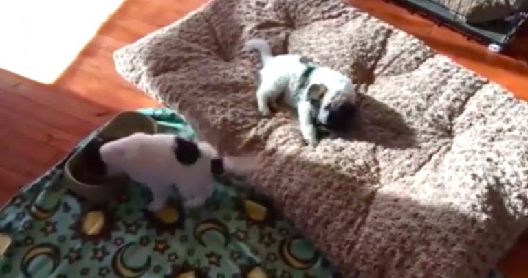 Puppy Does The Most Adorable Thing When Eating