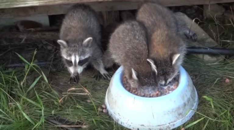 raccoons drink milk