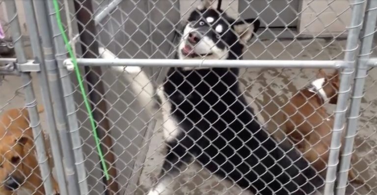 Woman Generously Offers To Pay For All Adoptions At Animal Shelter