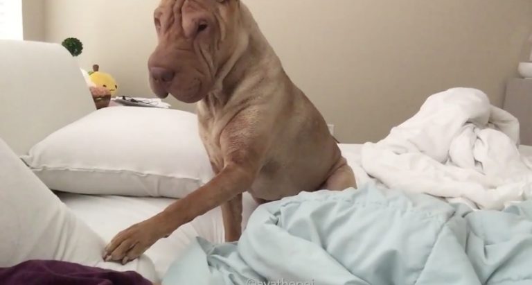 Shar Pei Ava