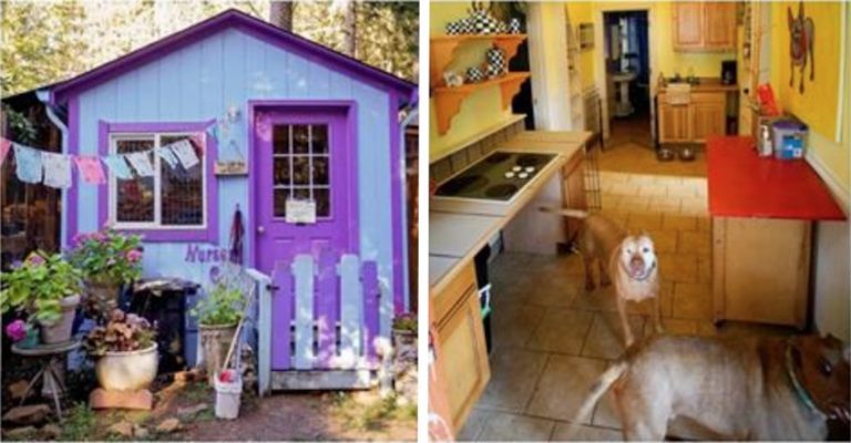 shelter has cottages for dogs