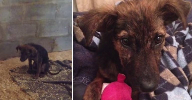 Puppy Handed Over To Be Euthanized For ‘Not Playing’ Just Needed A Little Love