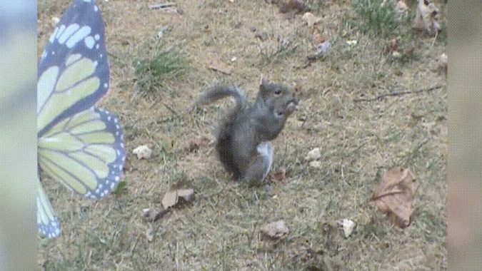 Squirrel Tastes The Most Delicious Nut In The World And Has The Funniest Reaction