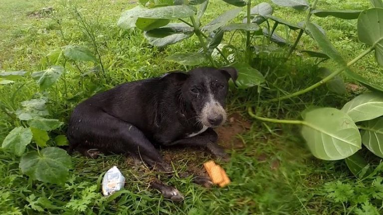 MIllie Animal Aid India