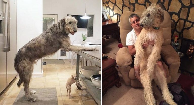 31 Photos Of Irish Wolfhounds Show Just How Lovable These Canine Giants Are