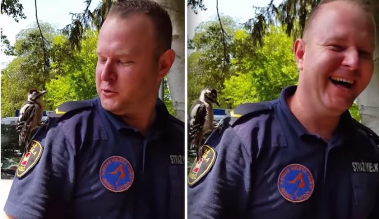 Adorably Confused Woodpecker Is Convinced Man Is A Tree