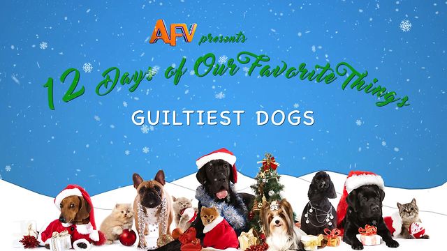 These Mischievous Dogs Are On The ‘Naughty’ List For Christmas