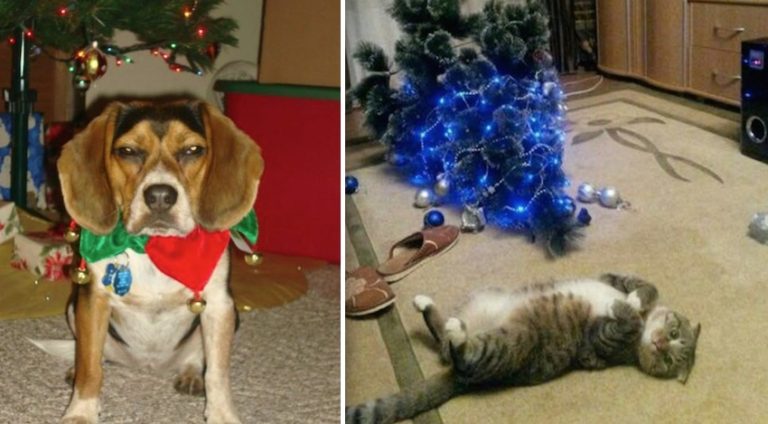 17 Dogs And Cats Who Are Saying ‘Bah Humbug’ To The Holidays